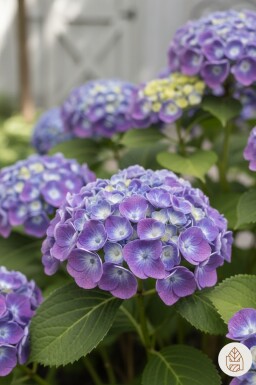 Hydrangea macrophylla 'Ayesha' Strauch 30-40 cm