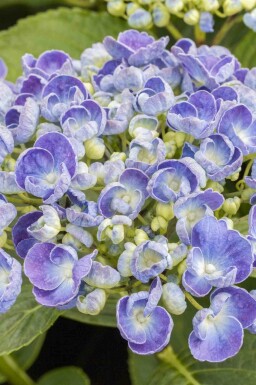 Hydrangea macrophylla 'Ayesha' Strauch 40-60 cm