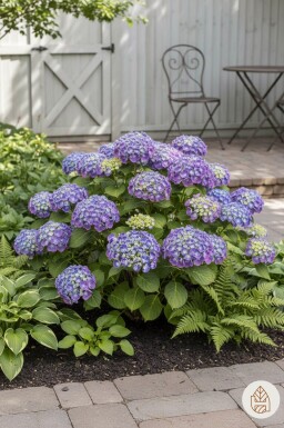 Hydrangea macrophylla 'Ayesha' Strauch 40-60 cm