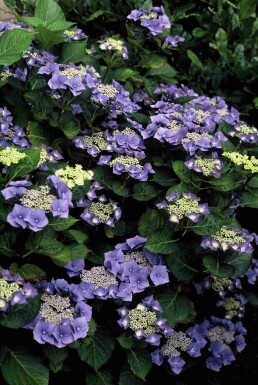 Hydrangea macrophylla 'Blaumeise' Strauch 60-80 cm