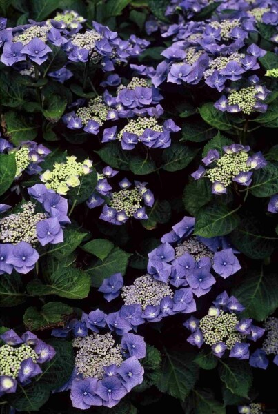 Bauernhortensie 'Blaumeise' Hydrangea macrophylla 'Blaumeise' Strauch 80-100 C12 Hydrangea macrophylla 'Blaumeise' Strauch 80-100 cm