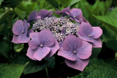 Hydrangea macrophylla 'Blaumeise' Strauch 80-100 cm
