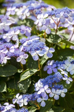 Hydrangea macrophylla 'Bodensee' Strauch 30-40 cm