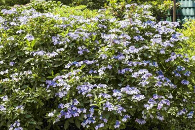 Hydrangea macrophylla 'Bodensee' Strauch 40-60 cm