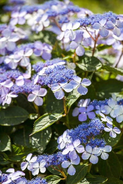 Hydrangea macrophylla 'Bodensee' Strauch 60-80 cm