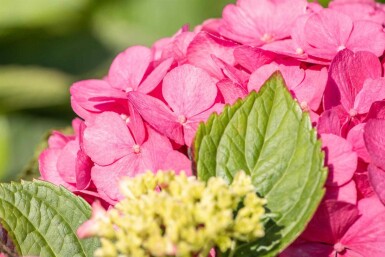 Hydrangea macrophylla 'Bouquet Rose' Strauch 40-60 cm