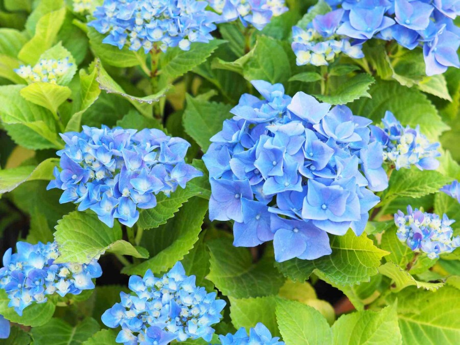 Bauernhortensie Hydrangea macrophylla 'Nikko Blue' Strauch 40-50 C5 Hydrangea macrophylla 'Nikko Blue' Strauch 40-50 cm