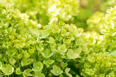 Hydrangea paniculata 'Limelight' Strauch 40-50 cm