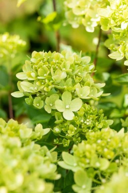 Hydrangea paniculata 'Limelight' Strauch 40-50 cm