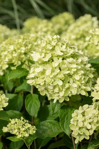 Rispen-Hortensie 'Limelight' Hydrangea paniculata 'Limelight' Strauch 50-60 C7,5 Hydrangea paniculata 'Limelight' Strauch 50-60 cm