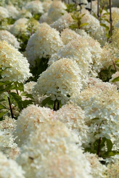 Hydrangea paniculata 'Phantom' Strauch 60-80 cm