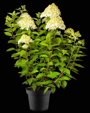 Hydrangea paniculata 'Phantom' Strauch 60-80 cm