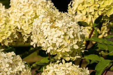 Hydrangea paniculata 'Phantom' Strauch 80-100 cm