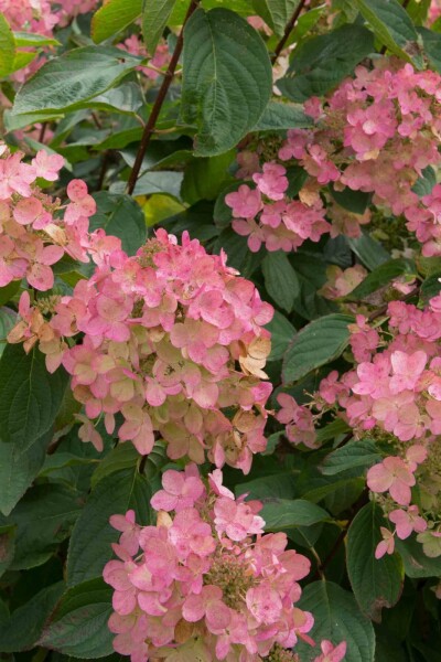 Hydrangea paniculata 'Pink Diamond' Strauch 40-60 cm