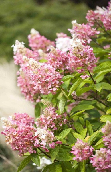 Hydrangea paniculata 'Pinky Winky' Strauch 60-80 cm