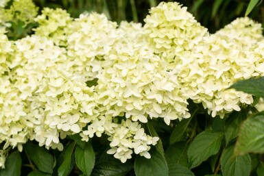 Hydrangea paniculata 'Skyfall' Strauch 30-40 cm