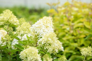Rispenhortensie Hydrangea paniculata 'Skyfall' Strauch 30-40 C3 Hydrangea paniculata 'Skyfall' Strauch 30-40 cm