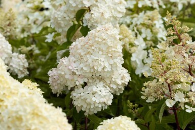 Hydrangea paniculata 'Vanille Fraise' Strauch 40-60 cm