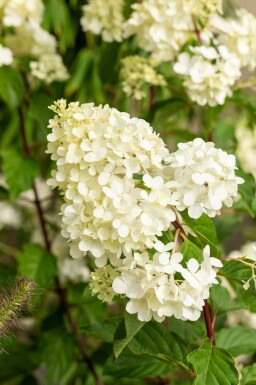Hydrangea paniculata 'Vanille Fraise' Strauch 60-80 cm