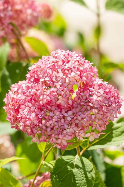 Hydrangea 'Pink Annabelle' Strauch 30-40 cm