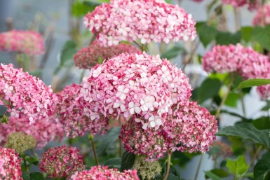 Schneeballhortensie Hydrangea 'Pink Annabelle' Strauch 30-40 C3 Hydrangea 'Pink Annabelle' Strauch 30-40 cm