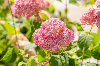 Hydrangea 'Pink Annabelle' Strauch 50-60 cm
