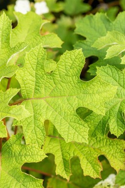 Hydrangea quercifolia 'Ruby Slippers' Strauch 30-40 cm