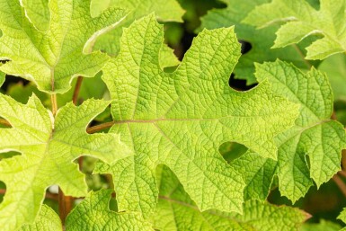 Hydrangea quercifolia 'Ruby Slippers' Strauch 30-40 cm