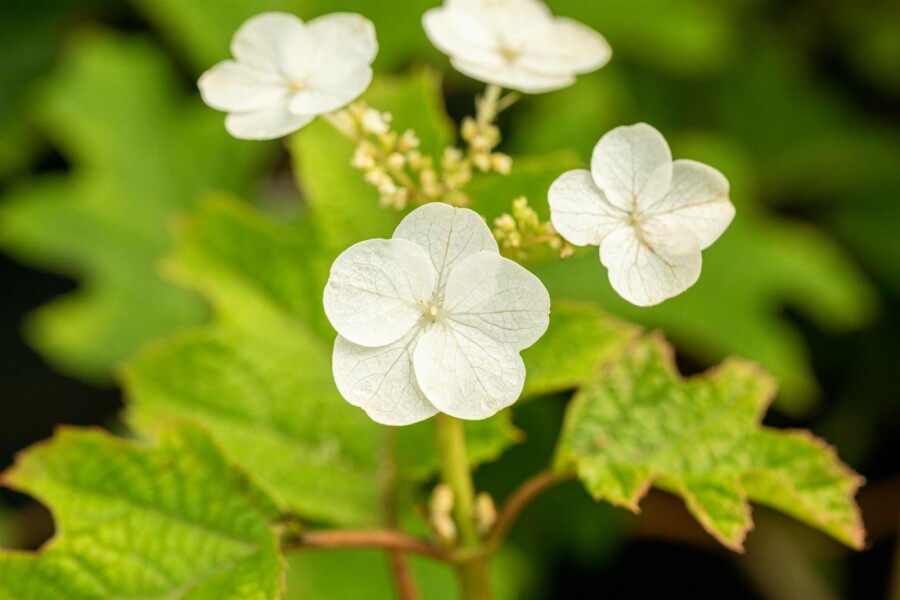 Eichenhortensie Hydrangea quercifolia 'Ruby Slippers' Strauch 40-60 C5 Hydrangea quercifolia 'Ruby Slippers' Strauch 40-60 cm