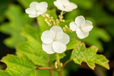 Hydrangea quercifolia 'Ruby Slippers' Strauch 40-60 cm