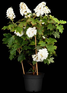 Hydrangea quercifolia 'Ruby Slippers' Strauch 60-80 cm