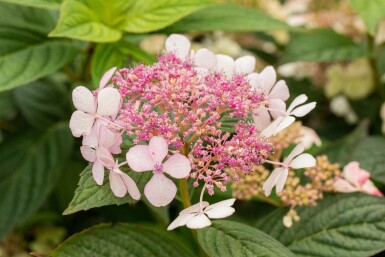 Hydrangea serrata 'Bluebird' Strauch 60-80 cm