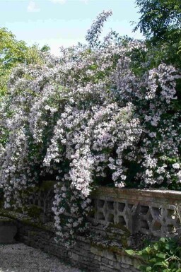 Perlmuttstrauch Kolkwitzia amabilis Strauch 80-100 C10 Kolkwitzia amabilis Strauch 80-100 cm