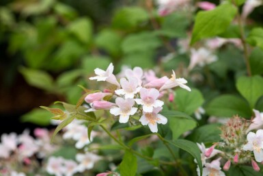 Perlmuttstrauch Kolkwitzia amabilis Strauch 100-125 C10 Kolkwitzia amabilis Strauch 100-125 cm