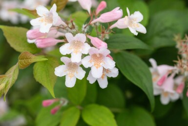 Perlmuttstrauch Kolkwitzia amabilis Strauch 100-125 C10 Kolkwitzia amabilis Strauch 100-125 cm