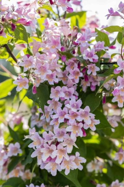 Kolkwitzia amabilis Strauch 150-175 cm