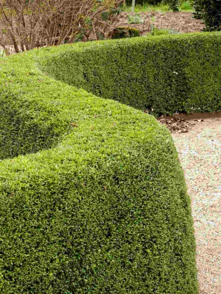 Lonicera nitida 'Elegant' Strauch 40-50 cm