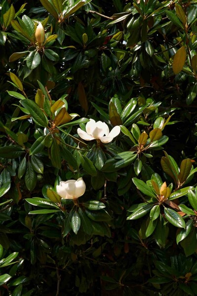 Magnolia grandiflora Strauch 40-60 cm