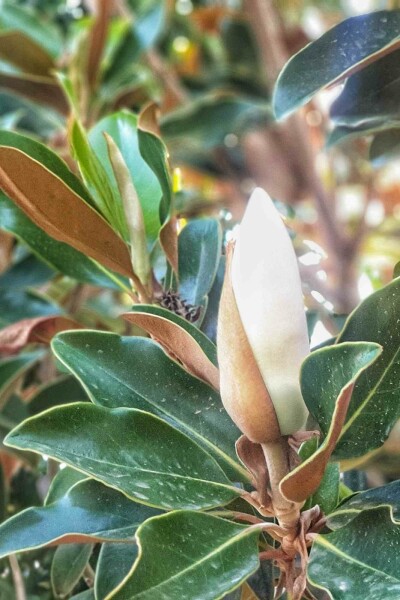 Magnolie Magnolia grandiflora 'Little Gem' Strauch 80-100 C7,5 Magnolia grandiflora 'Little Gem' Strauch 80-100 cm