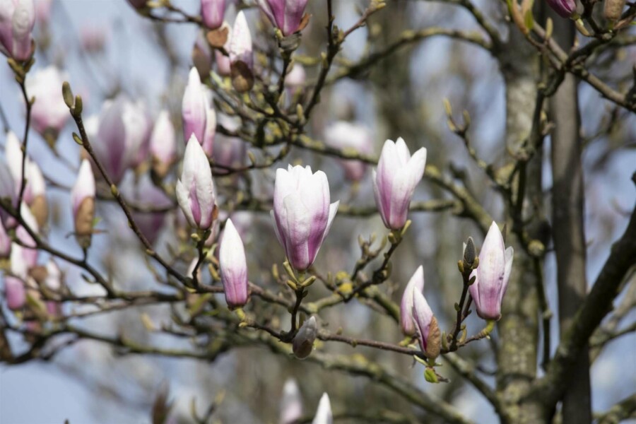 Magnolie Magnolia 'Heaven Scent' Strauch 125-150 C10 Magnolia 'Heaven Scent' Strauch 125-150 cm