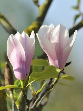 Magnolie Magnolia 'Heaven Scent' Strauch 125-150 C10 Magnolia 'Heaven Scent' Strauch 125-150 cm