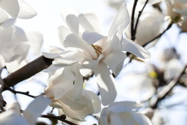 Magnolia loebneri 'Merrill' Strauch 125-150 cm