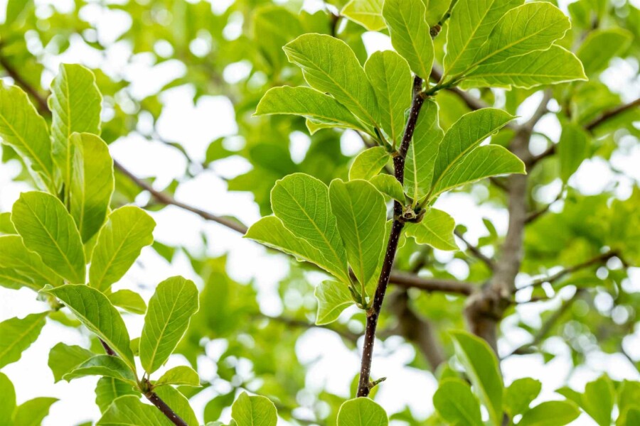 Sternmagnolie Magnolia loebneri 'Merrill' Strauch 125-150 C20 Magnolia loebneri 'Merrill' Strauch 125-150 cm