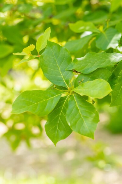 Tupelobaum Nyssa sylvatica Strauch 40-60 C3 Nyssa sylvatica Strauch 40-60 cm