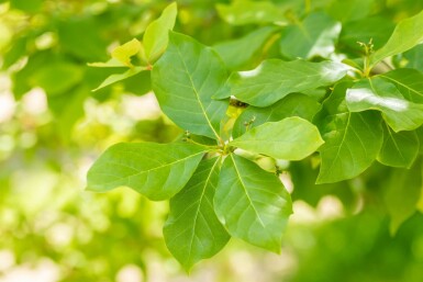 Nyssa sylvatica Strauch 40-60 cm