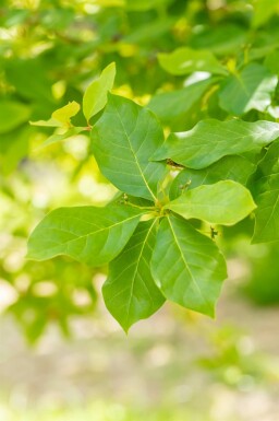 Tupelobaum Nyssa sylvatica Strauch 80-100 C5 Nyssa sylvatica Strauch 80-100 cm