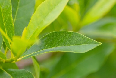 Nyssa sylvatica Strauch 80-100 cm