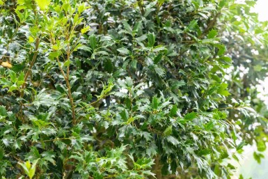 Osmanthus heterophyllus Strauch 60-80 cm