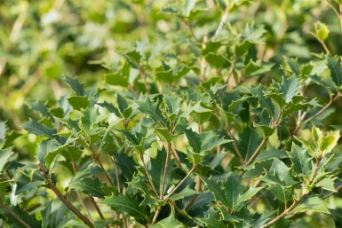 Osmanthus heterophyllus Strauch 80-100 cm