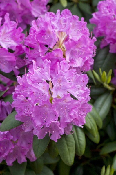 Rhododendron Rhododendron catawbiense 'Boursault' Strauch 60-80 C20 Rhododendron catawbiense 'Boursault' Strauch 60-80 cm